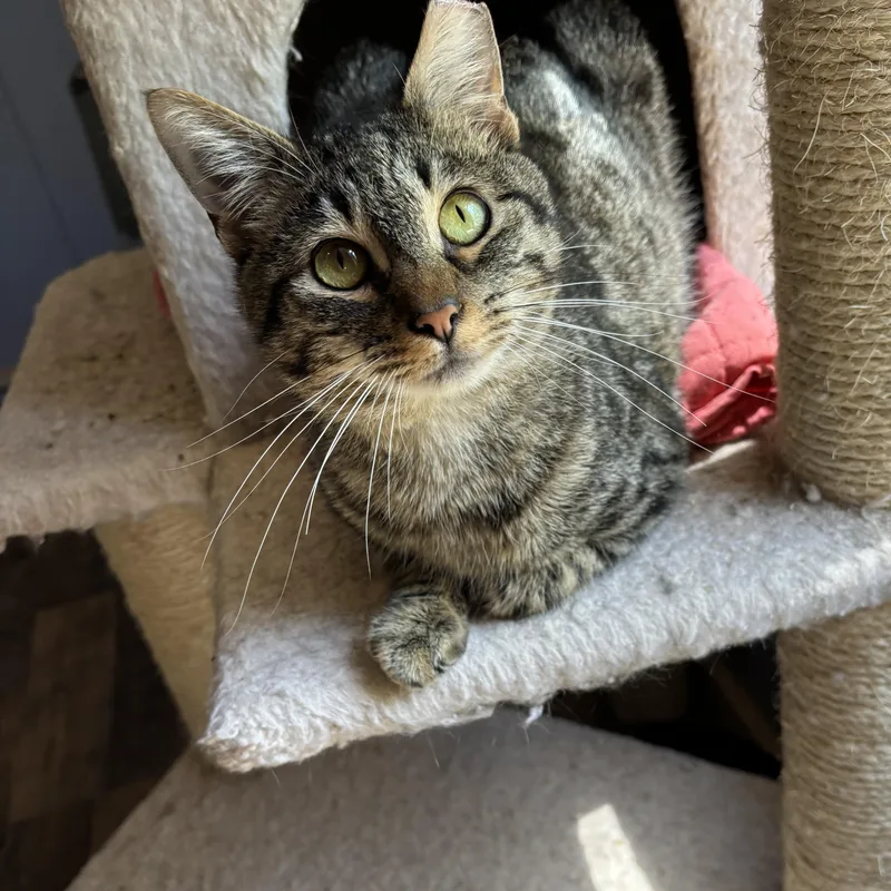 A young medium-sized male Domestic Short Hair cat named Jackson for adoption in Anderson , SC