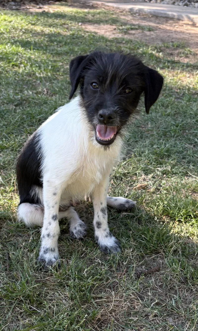 Cosmo Lonestar thumbnail 2