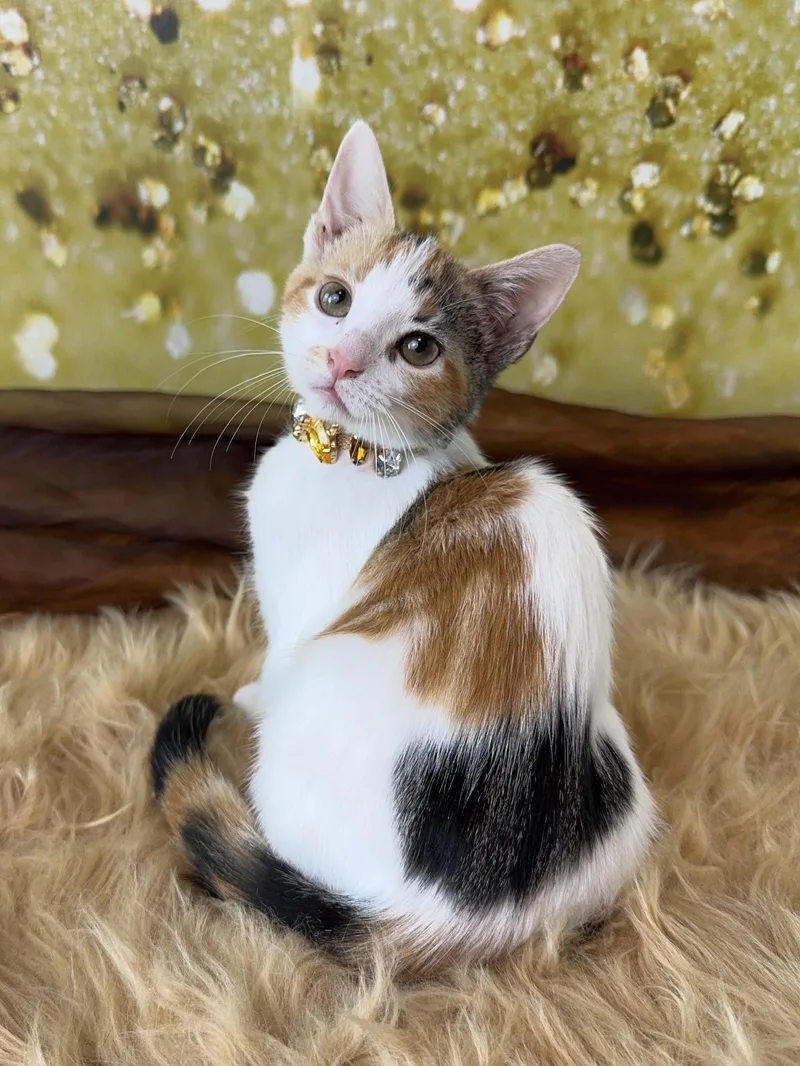 A baby small-sized female Calico cat named Rosie for adoption in Houston, TX