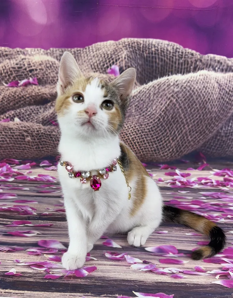 Rosie thumbnail 4