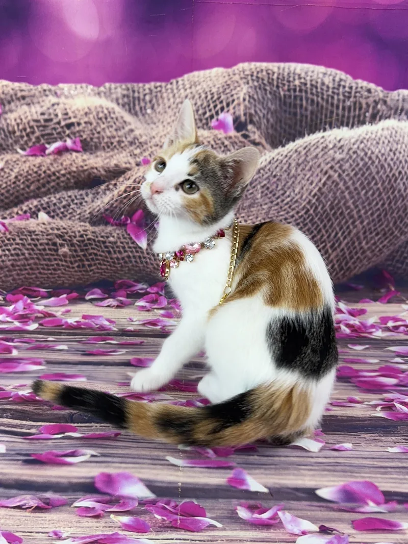Rosie thumbnail 6