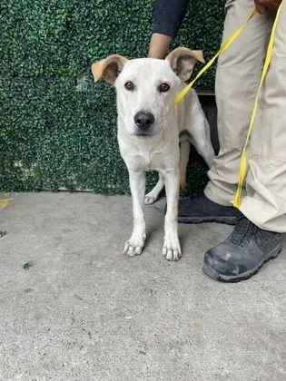 An adult medium-sized male Shepherd dog named Dog for adoption in El Paso, TX