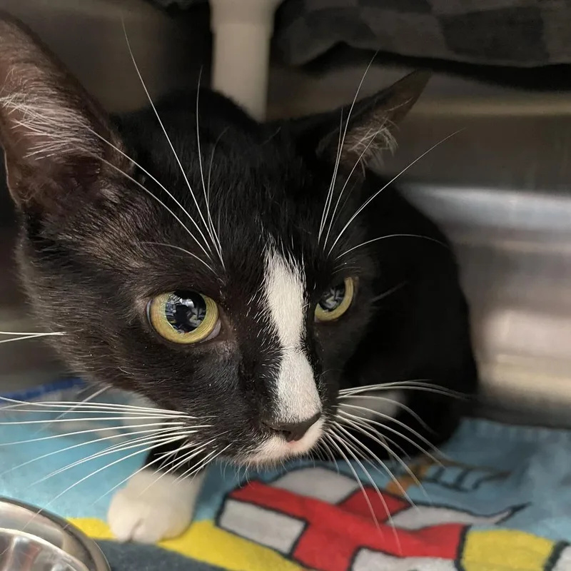 A young large-sized female Black Domestic Short Hair cat named Diva for adoption in Philadelphia, PA