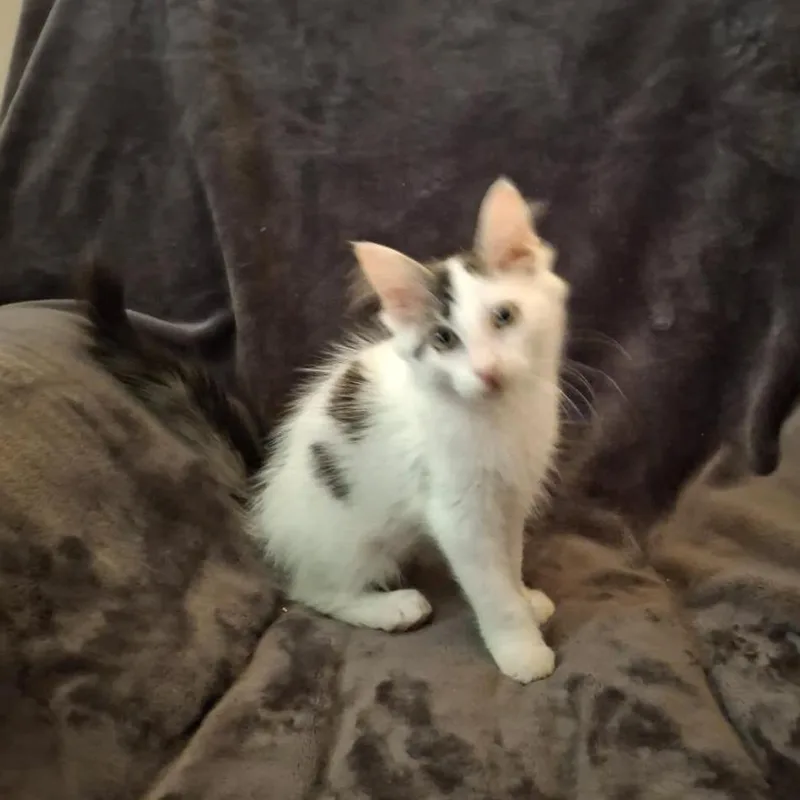 A baby small-sized male White Domestic Short Hair cat named Encore for adoption in Rocky Mount, VA