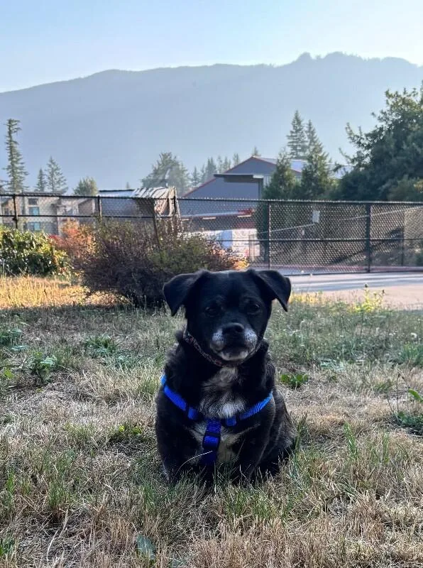An adult small-sized male Black Chihuahua dog named Chunks for adoption