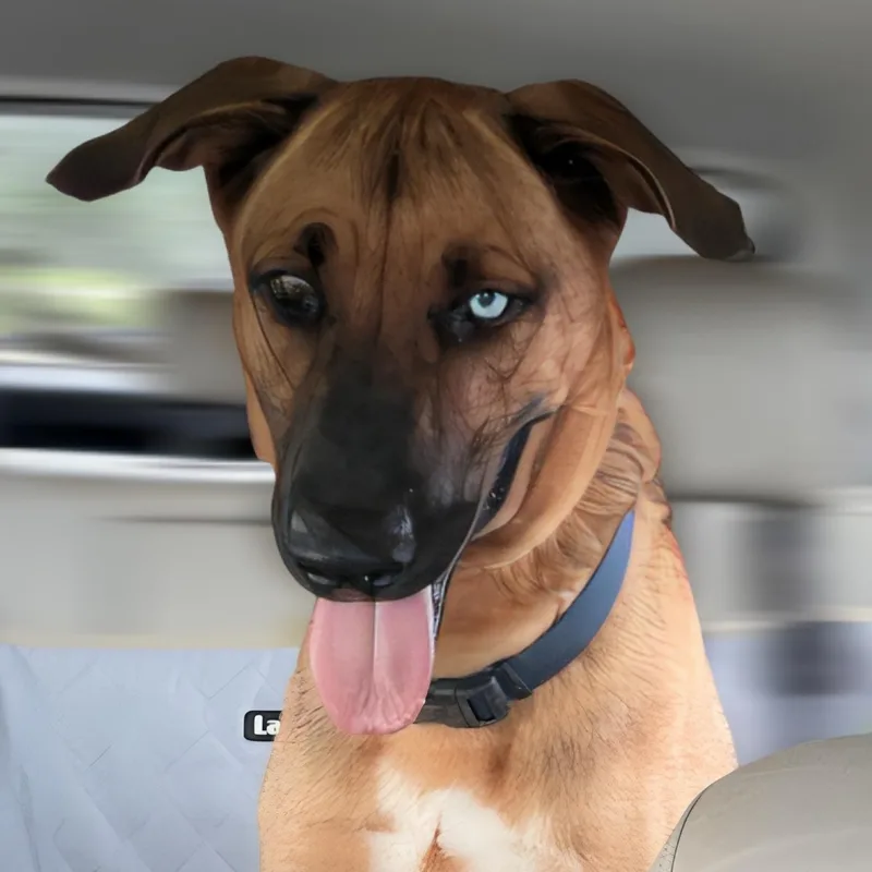 An adult medium-sized male Brown / Chocolate German Shepherd Dog dog named Bleu Moon for adoption in Houston, TX