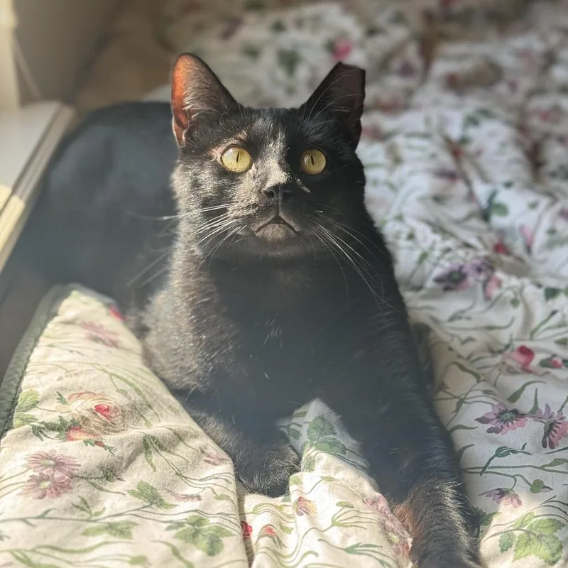 An adult large-sized male Domestic Short Hair cat named Magpie for adoption in Tulsa, OK