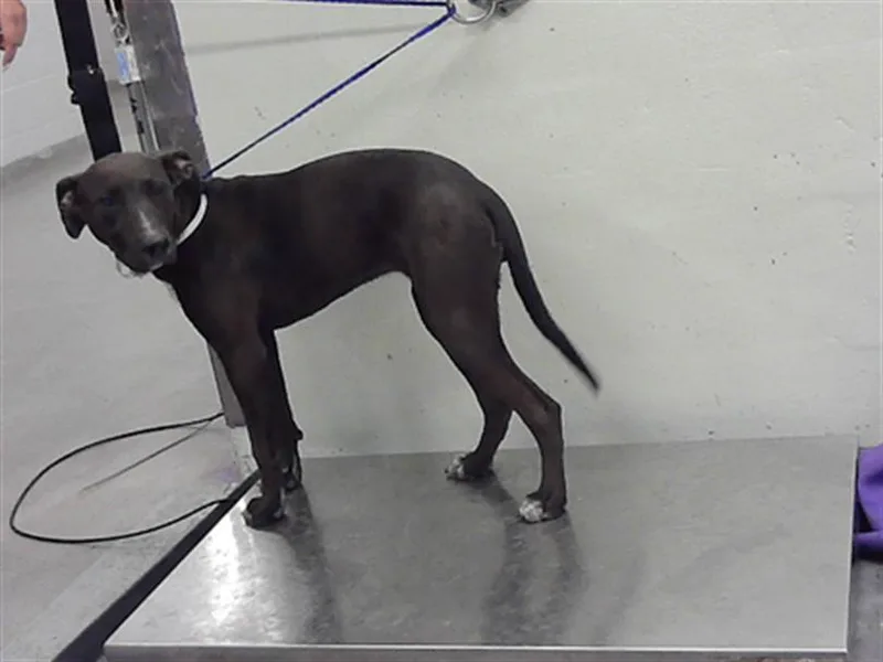 A young medium-sized male Staffordshire Bull Terrier dog named Nemo for adoption in Houston, TX