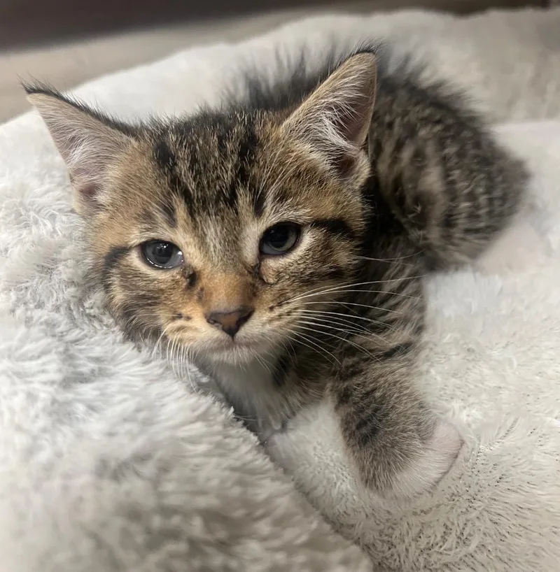 A baby medium-sized female Domestic Short Hair cat named Pokemon  Ivysaur  for adoption in Greeneville, TN