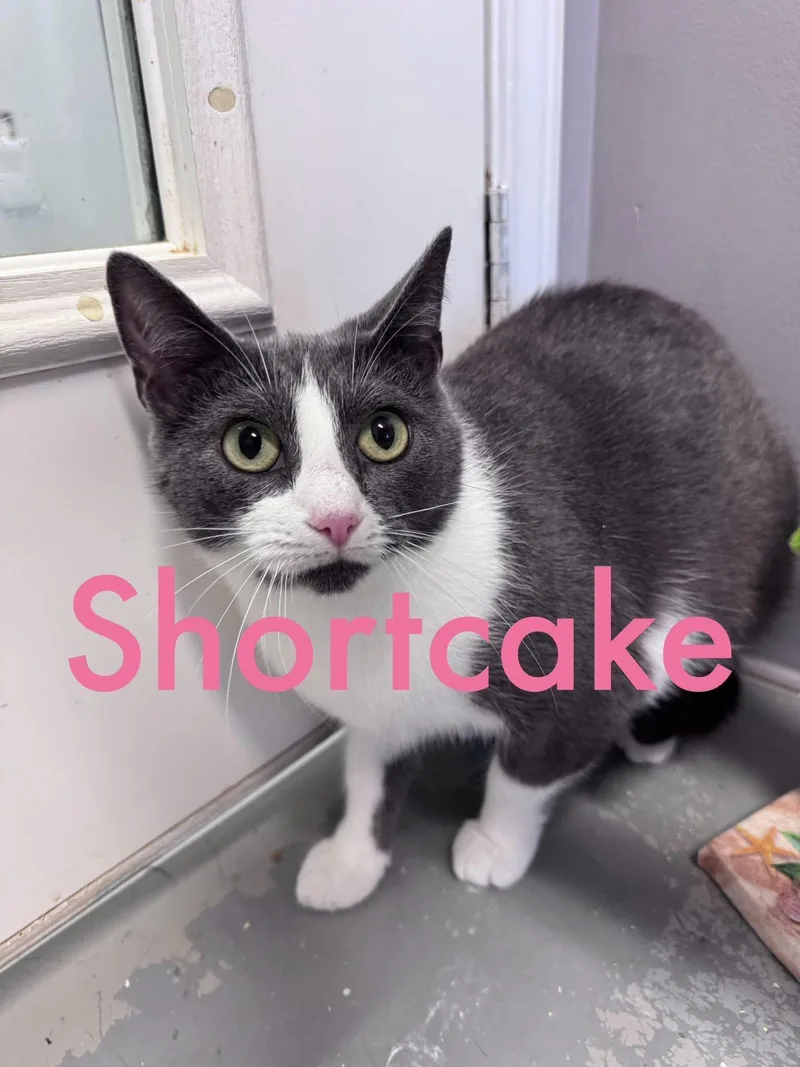 Shortcake