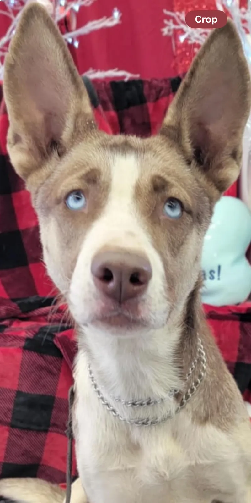 Luna Brigitte thumbnail 2