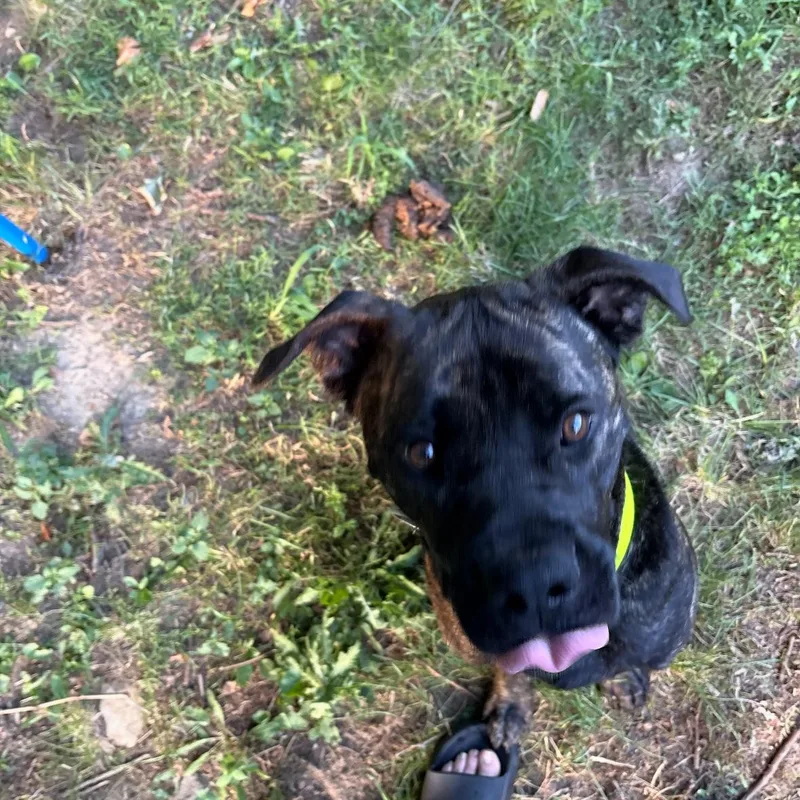 Patrick Star thumbnail 2