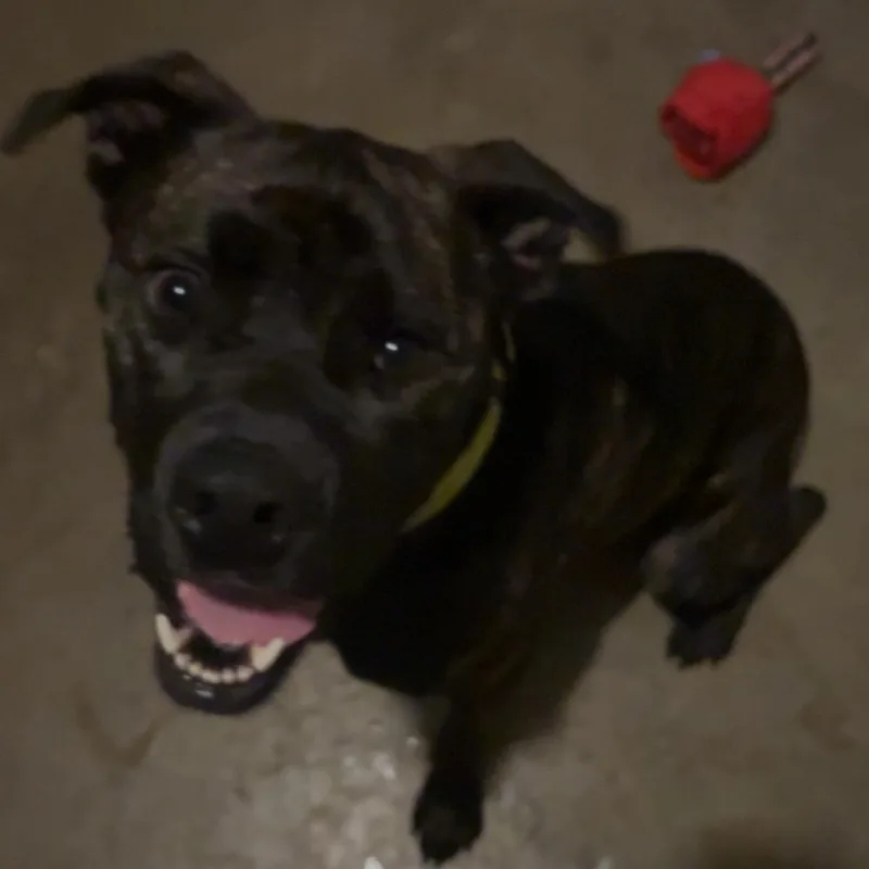 Patrick Star thumbnail 3