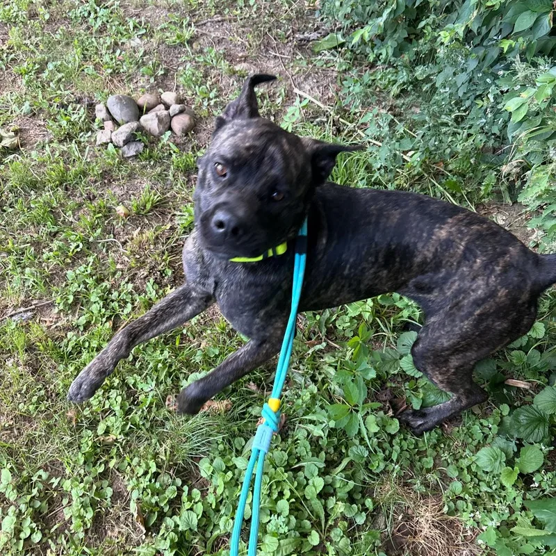 Patrick Star thumbnail 4