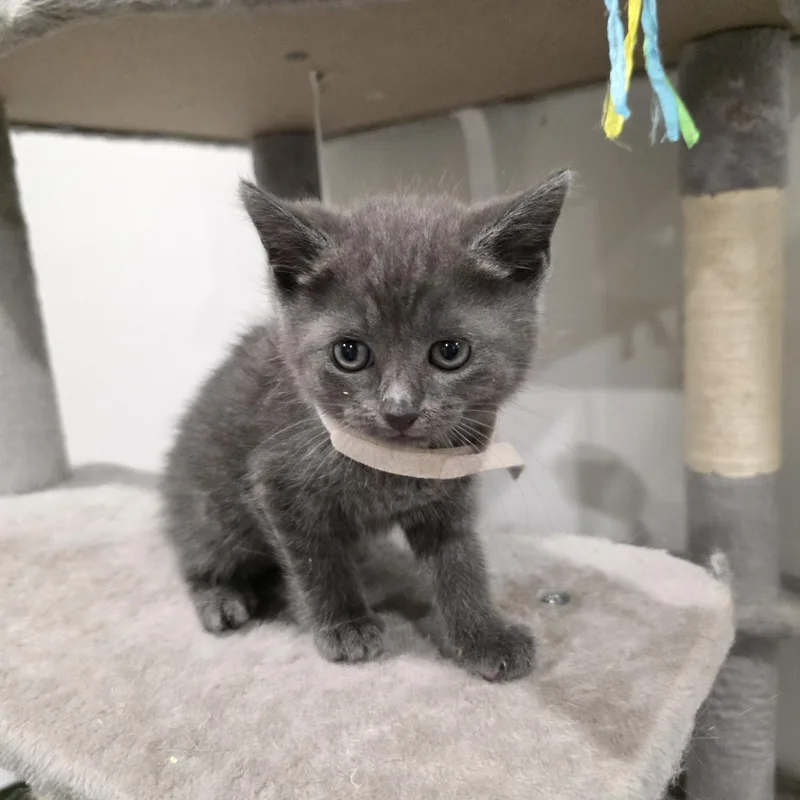 A baby medium-sized male Gray / Blue / Silver Domestic Short Hair cat named Koda for adoption in Moriches, NY