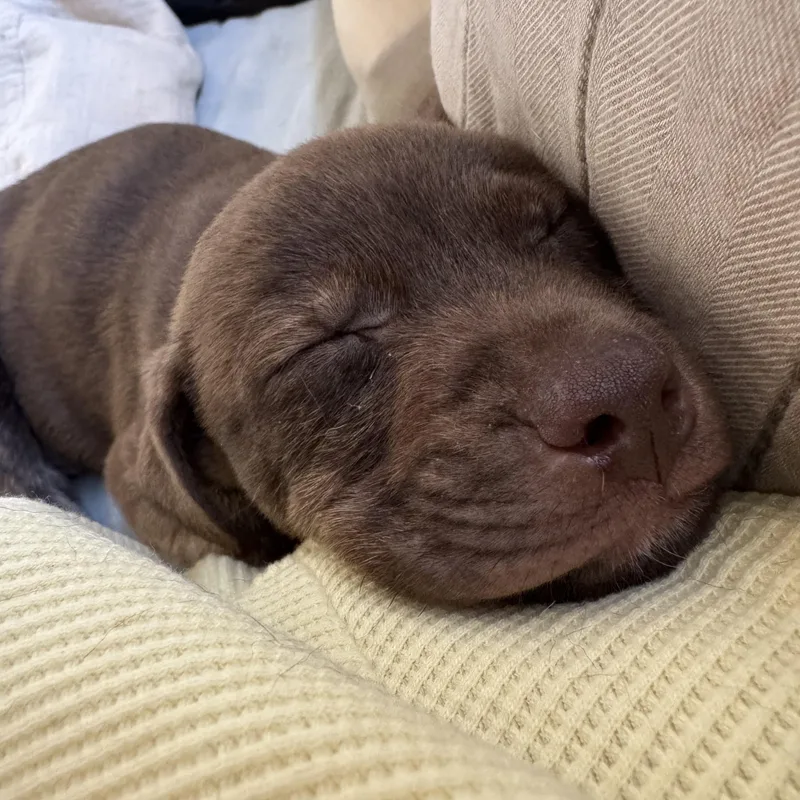 Hershey! thumbnail 2