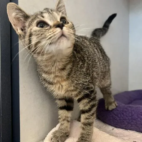 A baby small-sized female Black Domestic Short Hair cat named Rory for adoption in Dayton, OH