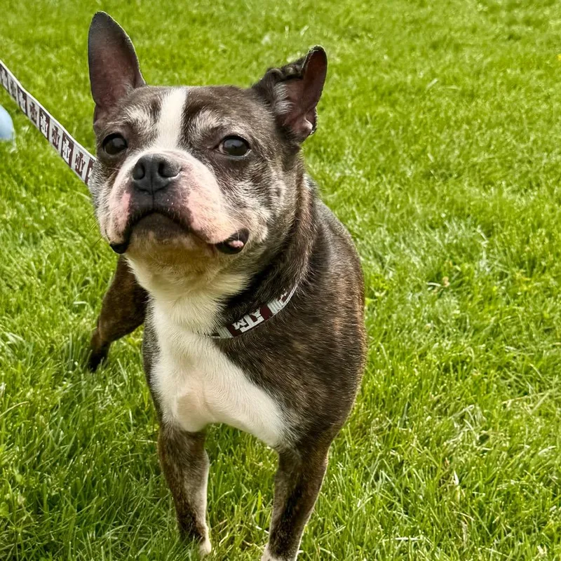 A senior small-sized male Brindle Boston Terrier dog named Benji for adoption in Farmersville, OH