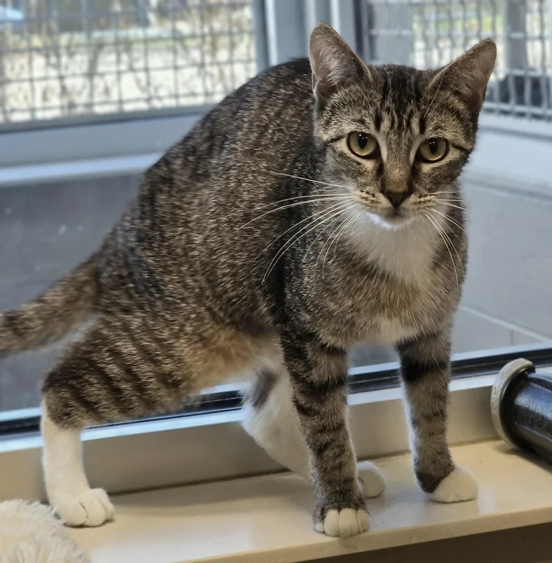 An adult large-sized female Domestic Short Hair cat named Charmed for adoption in Amityville, NY