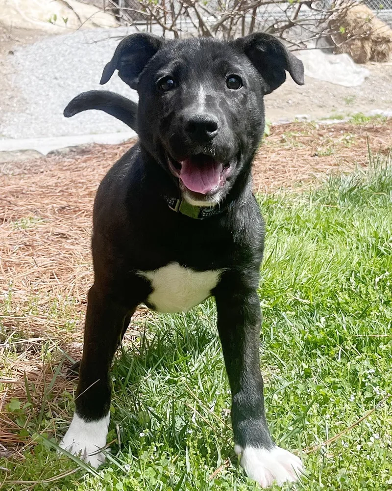 Cheyenne thumbnail 2