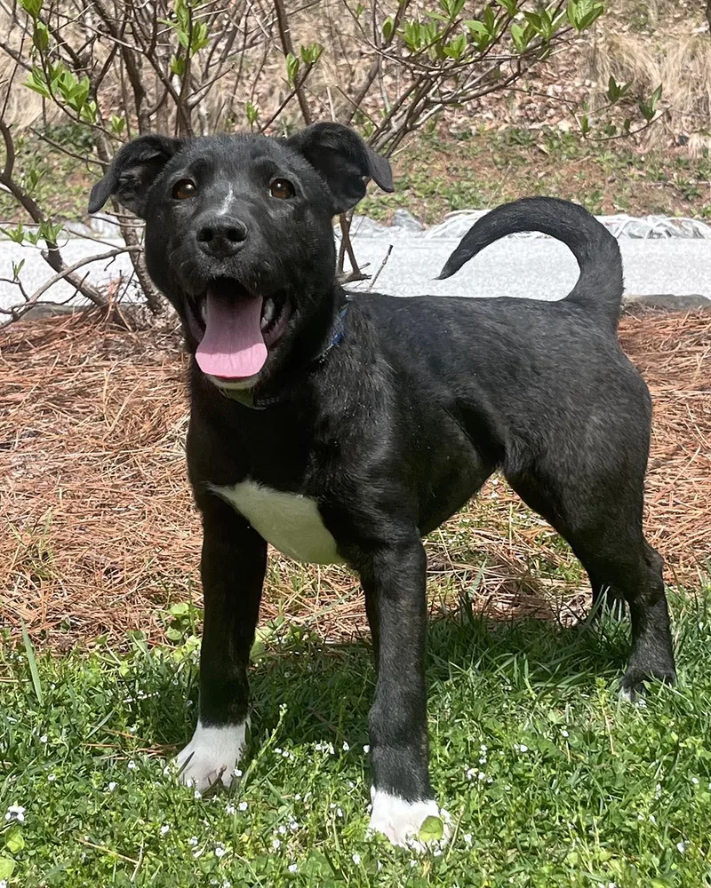 A baby large-sized female Black Labrador Retriever dog named Cheyenne for adoption in Cashiers, NC