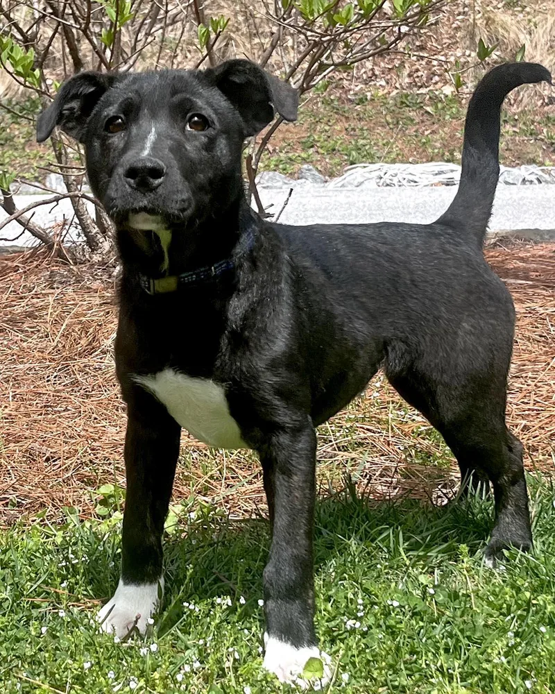 Cheyenne thumbnail 3