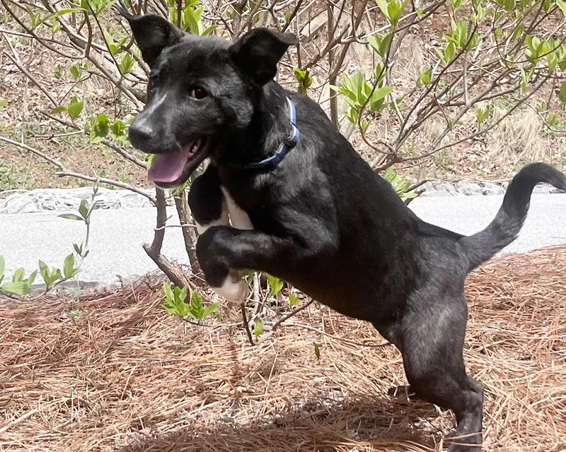 Cheyenne thumbnail 4