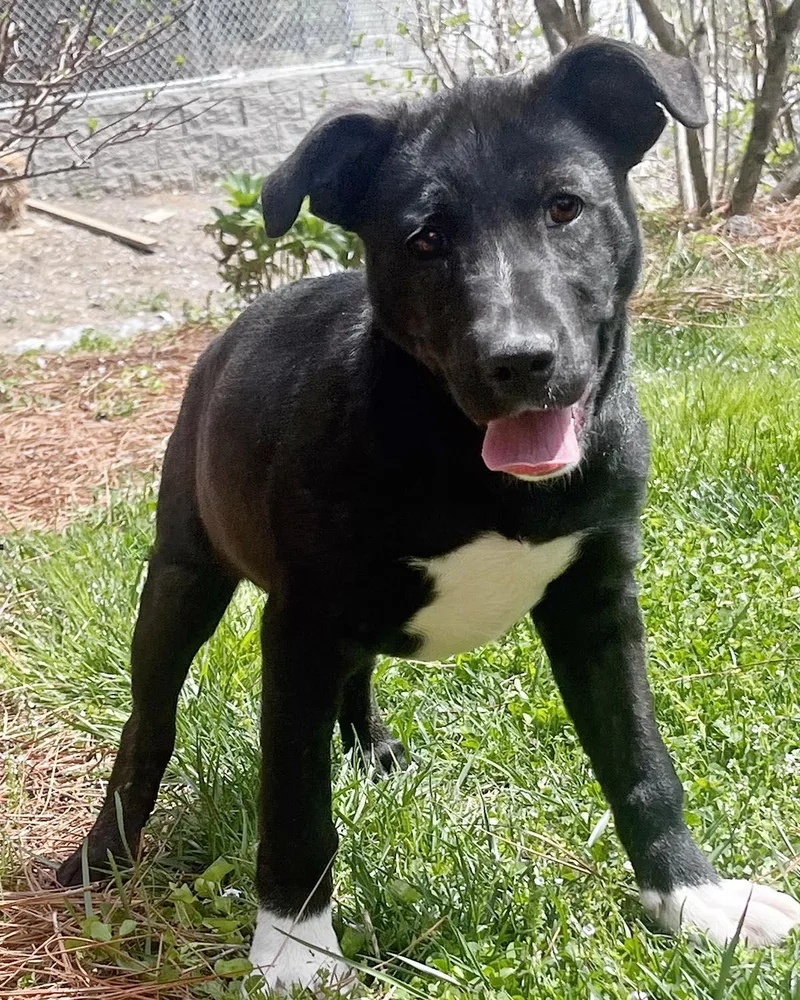 Cheyenne thumbnail 5