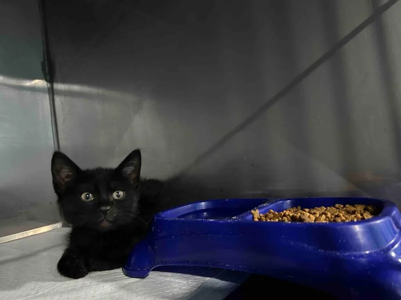 A baby small-sized male American Shorthair cat named Rowdy for adoption in Glen Rose, TX