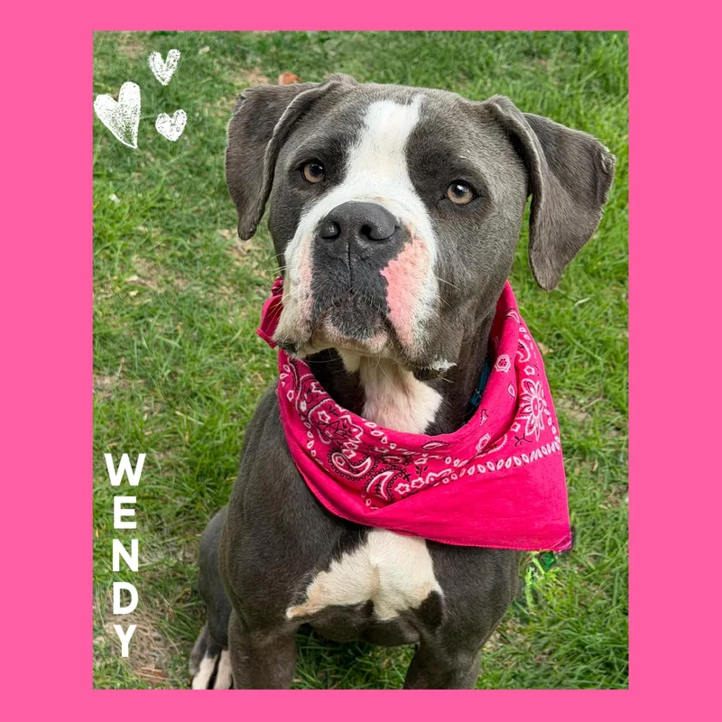 An adult medium-sized female Pit Bull Terrier dog named Wendy for adoption in Mokena, IL