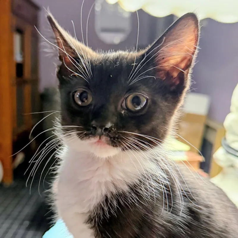 A baby small-sized male Black Domestic Short Hair cat named Jack in the Box for adoption in Fredericksburg, VA