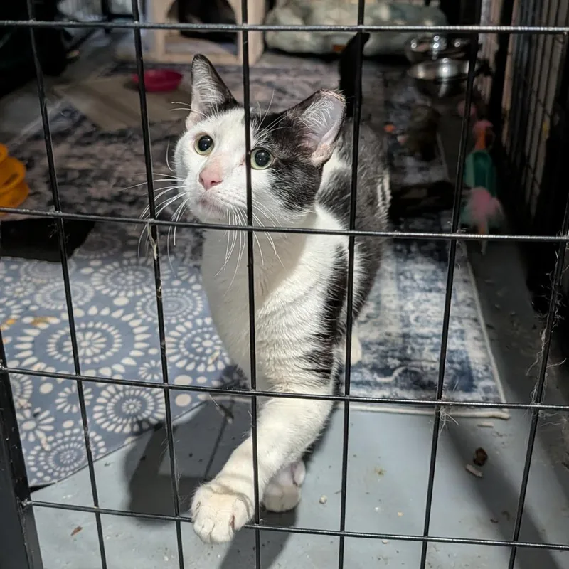 A young medium-sized male White Domestic Short Hair cat named Zephyrus for adoption in Pittsburgh, PA