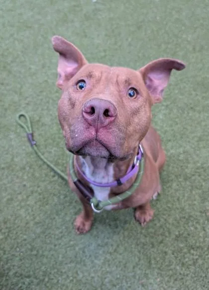 An adult medium-sized male Pit Bull Terrier dog named Gaspar for adoption in Bellevue, WA