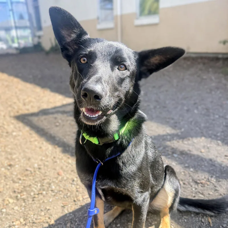 A young large-sized female German Shepherd Dog dog named Jinx for adoption in Oakland, CA