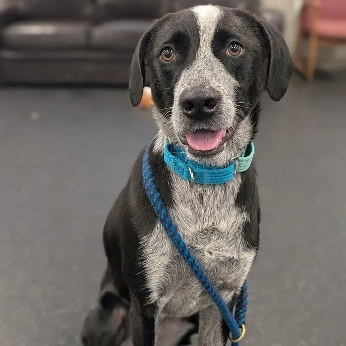 An adult medium-sized female Mixed Breed dog named Quinn for adoption in West Olive, MI