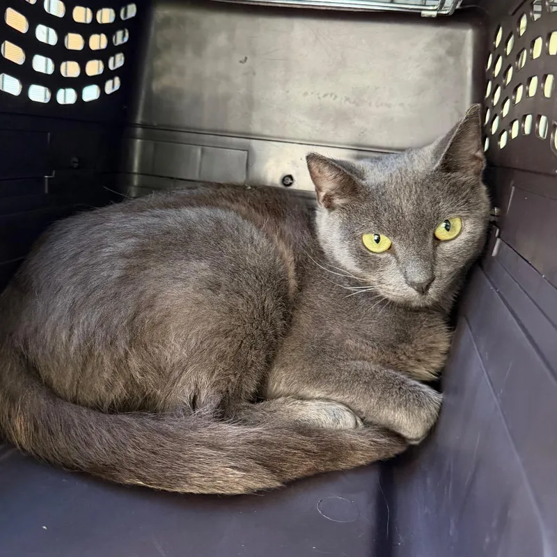 An adult small-sized female Gray / Blue / Silver Domestic Short Hair cat named Milly for adoption in Hampton Bays, NY