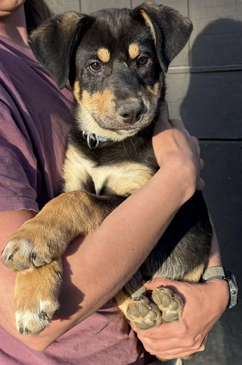 A baby medium-sized male Shepherd dog named Mufasa for adoption in Pagosa Springs, CO