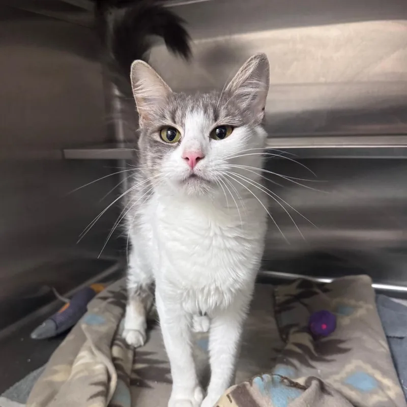 An adult medium-sized female White Domestic Medium Hair cat named Flora for adoption in Middleburg, FL