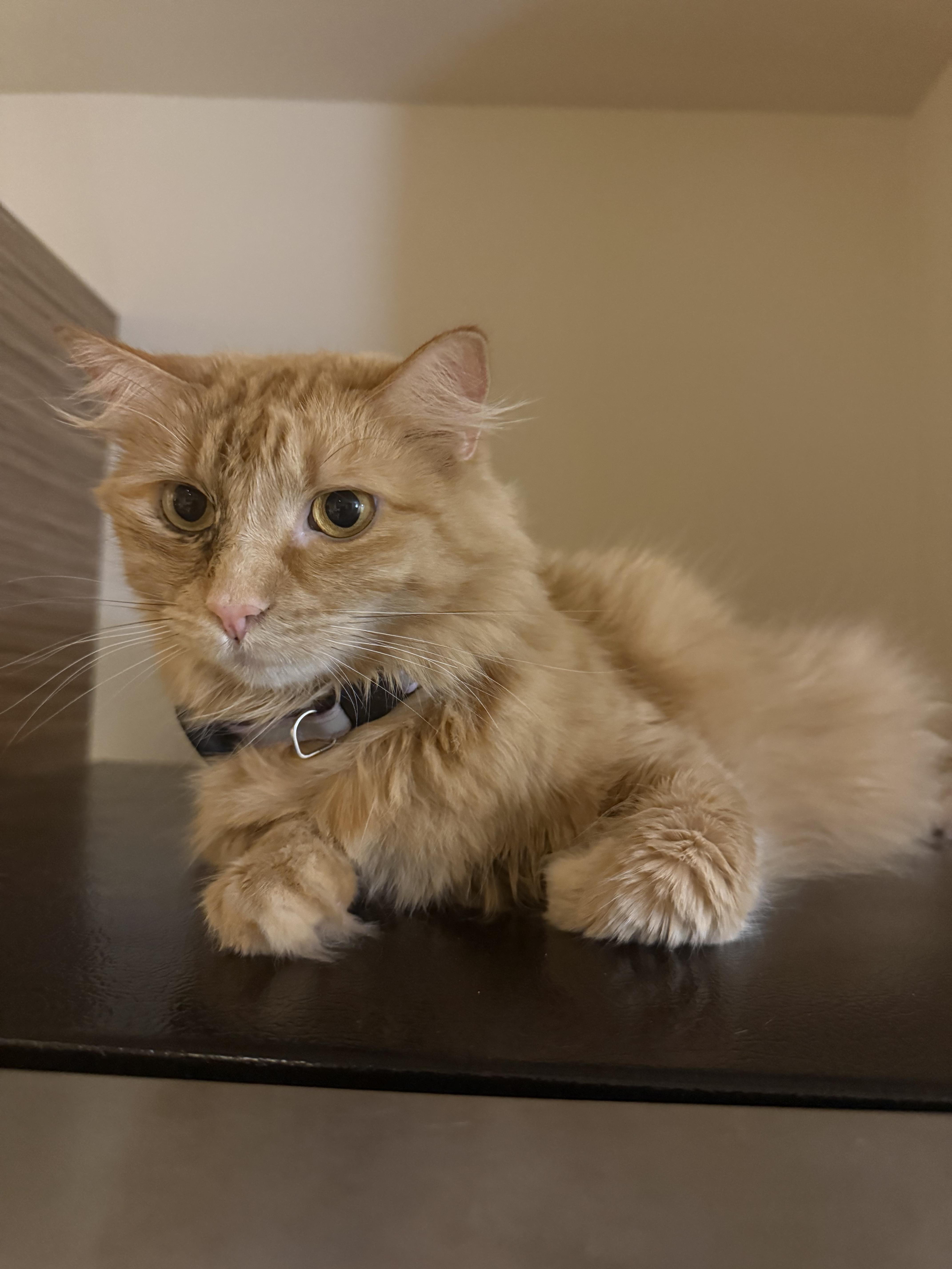 An adult large-sized female Orange & White Domestic Long Hair cat named Grace for adoption in Peoria, AZ