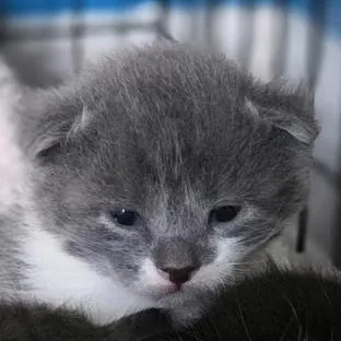 A baby small-sized male Gray / Blue / Silver Domestic Short Hair cat named Flint C for adoption in Princeton, MN