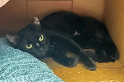 An adult medium-sized male Domestic Short Hair cat named Ferv for adoption in Fairfax, VA