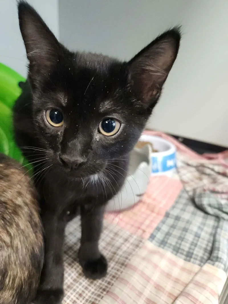 A young small-sized male Domestic Short Hair cat named Camo for adoption in Kingman, AZ