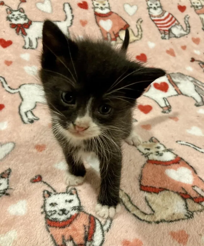 A baby small-sized male Black & White / Tuxedo Domestic Short Hair cat named Flash for adoption in West Mifflin, PA