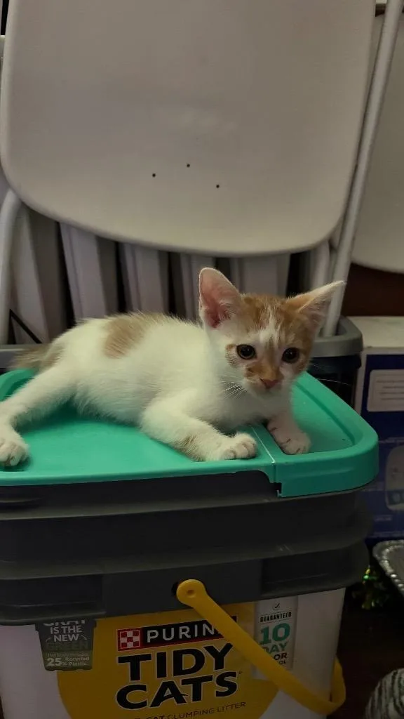 A baby medium-sized female Domestic Short Hair cat named Morticia for adoption in Lewisville, TX