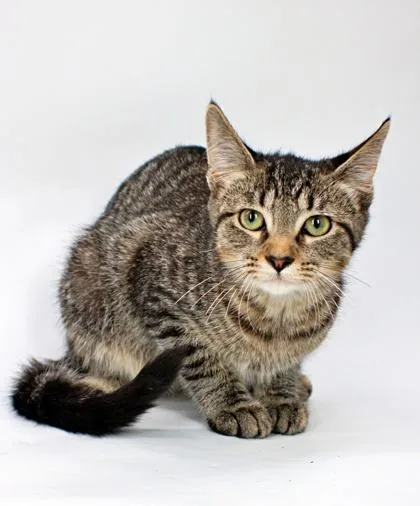 A baby small-sized female Domestic Short Hair cat named Dixie for adoption in Morton Grove, IL