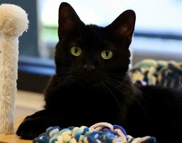 An adult large-sized female Domestic Short Hair cat named Integrity for adoption in San Luis Obispo, CA