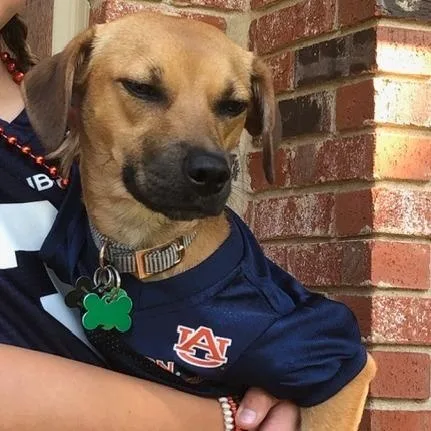 An adult small-sized female Golden Hound dog named Callie for adoption in Helena, AL
