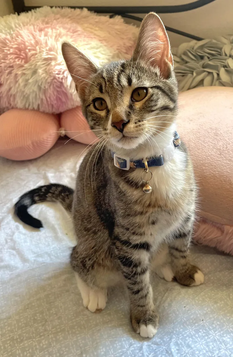 A baby medium-sized male Tabby (Buff / Tan / Fawn) Tabby cat named Bentley for adoption in Springfield, OR