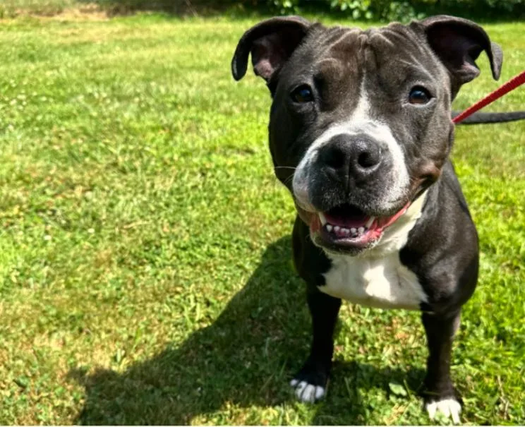 A young medium-sized female Black American Staffordshire Terrier dog named Frankie for adoption in Northampton, MA