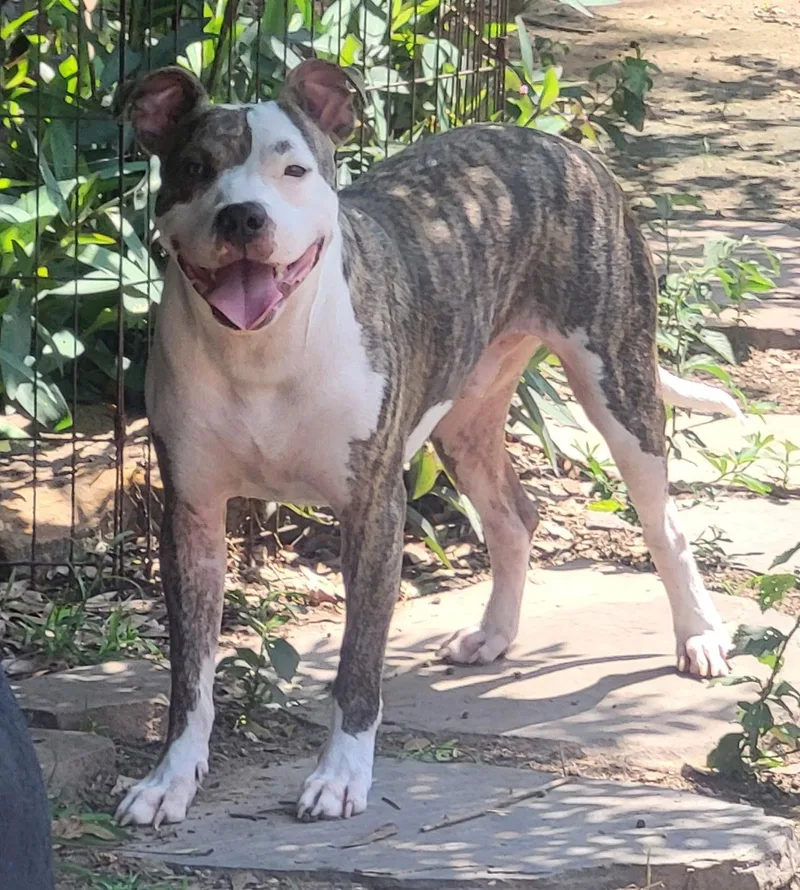A young medium-sized male Pit Bull Terrier dog named Bonzo for adoption in Eagle, ID